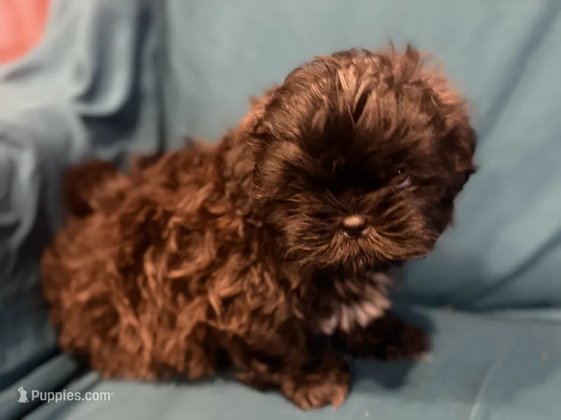Black boy – Shichon puppy for sale in Ogema, MN