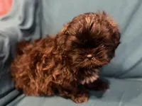 Black boy, a male Shichon for sale in Ogema, MN – 1 of 7