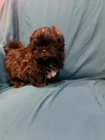 Black boy, a male Shichon for sale in Ogema, MN – 6 of 7