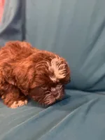 Brown boy , a male Shichon for sale in Ogema, MN – 4 of 7