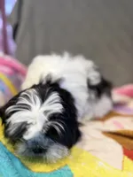 Black and white , a male Shih Tzu for sale in Ogema, MN – 2 of 7