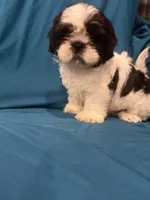 Black and white male, a male Shih Tzu for sale in Ogema, MN – 5 of 6