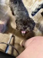 Ace, a male Shih Tzu for sale in Ogema, MN – 2 of 4