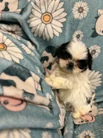 White and black girl, a female Shih Tzu for sale in Ogema, MN – 5 of 8