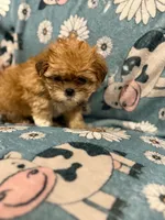 Little brown girl , a female Shih Tzu for sale in Ogema, MN – 3 of 3
