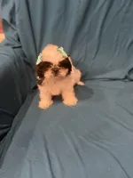 White and black girl, a female Shih Tzu for sale in Ogema, MN – 4 of 6