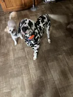 Dunkin, a male Dalmatian for sale in Ogema, MN – 5 of 6