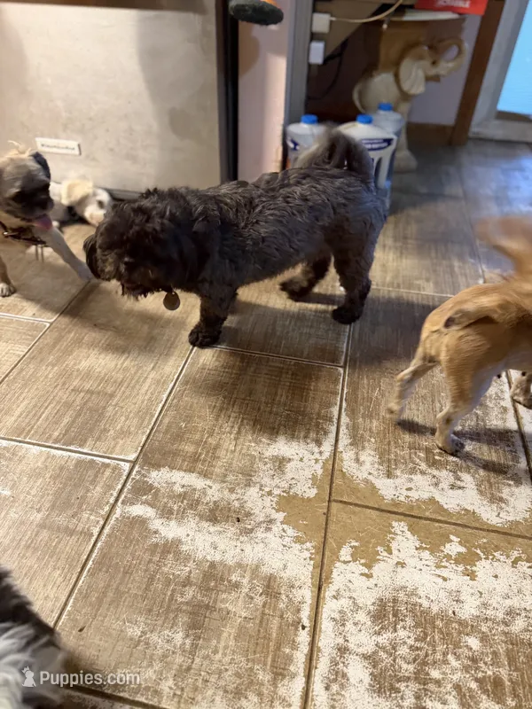 Ace – Shih Tzu puppy for sale in Ogema, MN