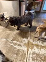 Ace, a male Shih Tzu for sale in Ogema, MN – 1 of 4