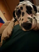 Dunkin, a male Dalmatian for sale in Ogema, MN – 6 of 6
