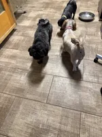 Ace, a male Shih Tzu for sale in Ogema, MN – 3 of 4