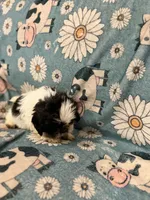 White and black male, a male Shih Tzu for sale in Ogema, MN – 3 of 4