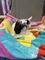 Black and white , a male Shih Tzu for sale in Ogema, MN – 1 of 7