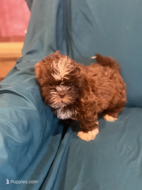 Brown boy  – Shichon puppy for sale in Ogema, MN