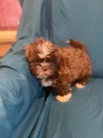 Brown boy , a male Shichon for sale in Ogema, MN – 1 of 7