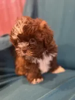 Brown boy , a male Shichon for sale in Ogema, MN – 3 of 7
