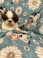 Brown and white  boy, a male Shih Tzu for sale in Ogema, MN – 5 of 5