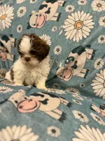 Brown and white  boy, a male Shih Tzu for sale in Ogema, MN – 2 of 5
