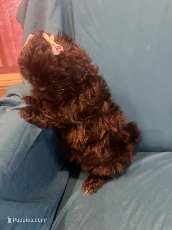 Little black female shichon – Shichon puppy for sale in Ogema, MN
