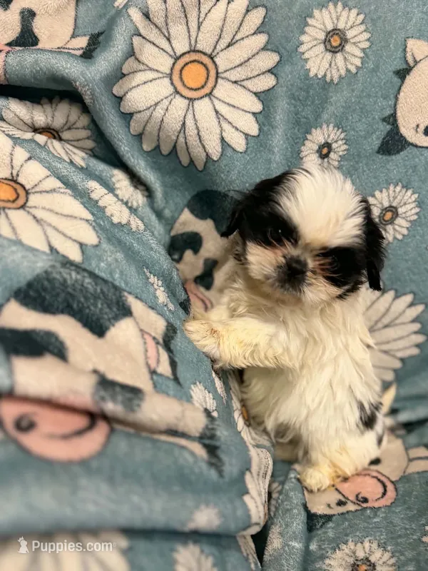 White and black girl – Shih Tzu puppy for sale in Ogema, MN