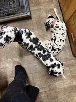 Dunkin, a male Dalmatian for sale in Ogema, MN – 6 of 6