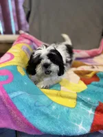 Black and white , a male Shih Tzu for sale in Ogema, MN – 5 of 7