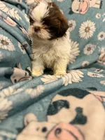 Brown and white  boy, a male Shih Tzu for sale in Ogema, MN – 3 of 5