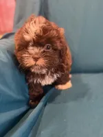 Brown boy , a male Shichon for sale in Ogema, MN – 6 of 7