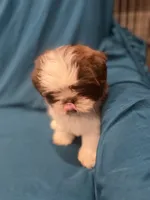 Brown and white  boy, a male Shih Tzu for sale in Ogema, MN – 7 of 10