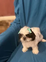 White and black girl, a female Shih Tzu for sale in Ogema, MN – 6 of 6