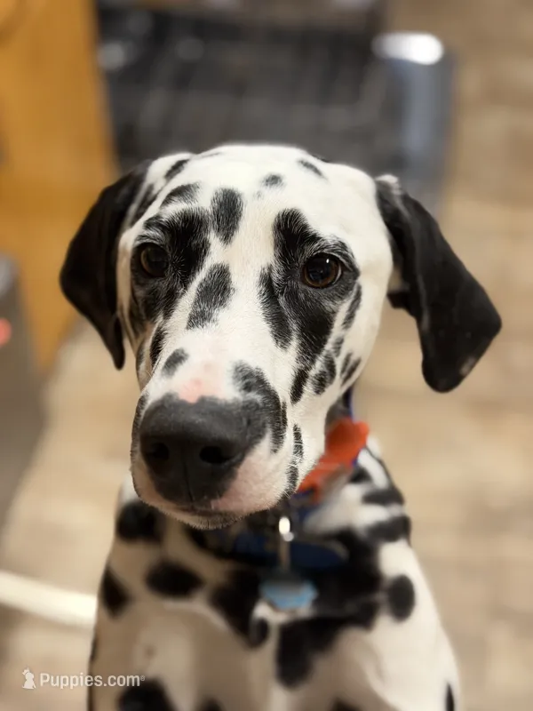 Dunkin – Dalmatian puppy for sale in Ogema, MN