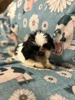White and black male, a male Shih Tzu for sale in Ogema, MN – 4 of 4