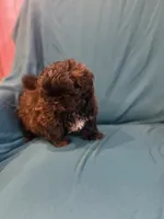 Black boy, a male Shichon for sale in Ogema, MN – 7 of 7
