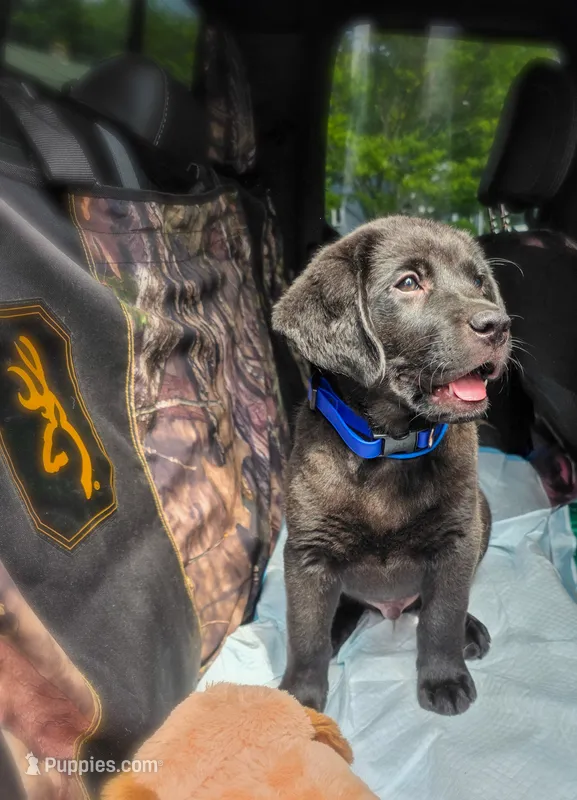 AKC ENGLISH LABRADOR  – Labrador Retriever puppy for sale in Holyoke, MA