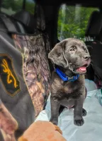 AKC ENGLISH LABRADOR , a male Labrador Retriever for sale in Holyoke, MA – 1 of 1