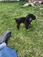 Pedro, a male Poodle - Toy  for sale in Prineville, OR – 3 of 4