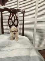 Baby Cream, a male Poodle - Toy  for sale in Prineville, OR – 5 of 6