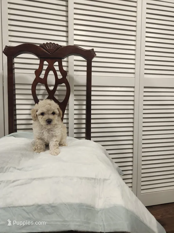 Baby Cream – Poodle - Toy  puppy for sale in Prineville, OR