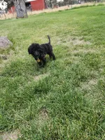 Pedro, a male Poodle - Toy  for sale in Prineville, OR – 4 of 4