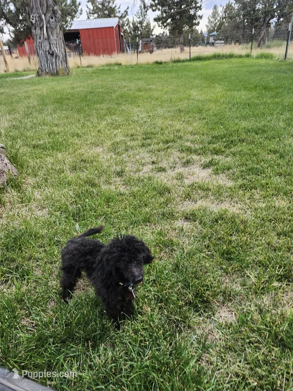 Pedro – Poodle - Toy  puppy for sale in Prineville, OR