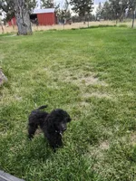 Pedro, a male Poodle - Toy  for sale in Prineville, OR – 1 of 4