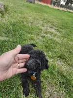 Pedro, a male Poodle - Toy  for sale in Prineville, OR – 2 of 4