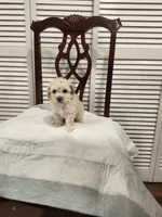 Baby Cream, a male Poodle - Toy  for sale in Prineville, OR – 4 of 6