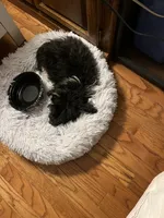 Luigi, a male Shihpoo for sale in Mchenry, IL – 3 of 5
