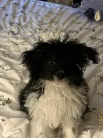 Luigi, a male Shihpoo for sale in Mchenry, IL – 4 of 5