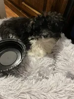 Luigi, a male Shihpoo for sale in Mchenry, IL – 5 of 5