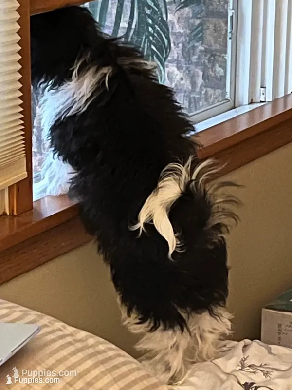 Luigi – Shihpoo puppy for sale in Mchenry, IL