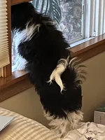 Luigi, a male Shihpoo for sale in Mchenry, IL – 2 of 5