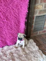 AKC Girl 1, a female Pug for sale in Durant, OK – 2 of 10