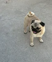 Ezra, a male Pug for sale in Durant, OK – 3 of 5